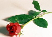 Những tình nhân ngày nay, gửi cho nhau bông hồng bạc ướp hương 