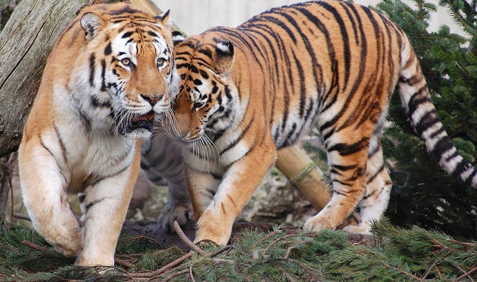 Hai con hổ