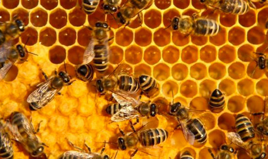 Truyện ngụ ngôn: Ong mật, và ong bắp cày