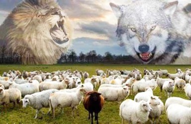 Nếu là bầy cừu, bạn sẽ lựa chọn sói hay sư tử?