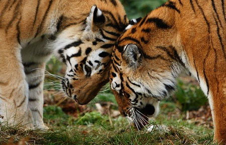 Câu chuyện: Hai con hổ có số phận khác nhau